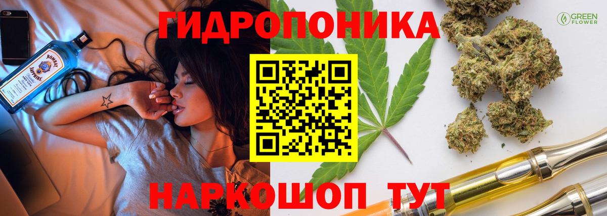 Конопля сатива Апшеронск